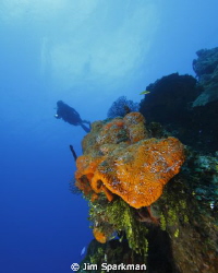 Wide angle photo of diver over the Orange Canyon Reef in ... by Jim Sparkman 